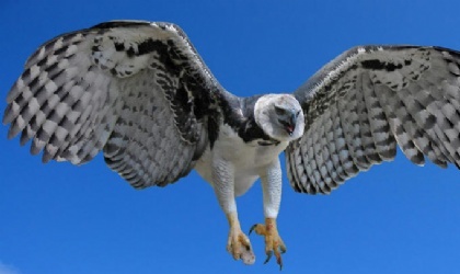 El Águila Harpía celebra hoy su día, en peligro de extinción   Vida Social