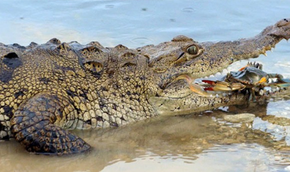 OMG! Un cocodrilo atacó a un hombre mientras orinaba en Cancún |   Vida Social