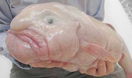 Y el animal ms feo del mundo es...