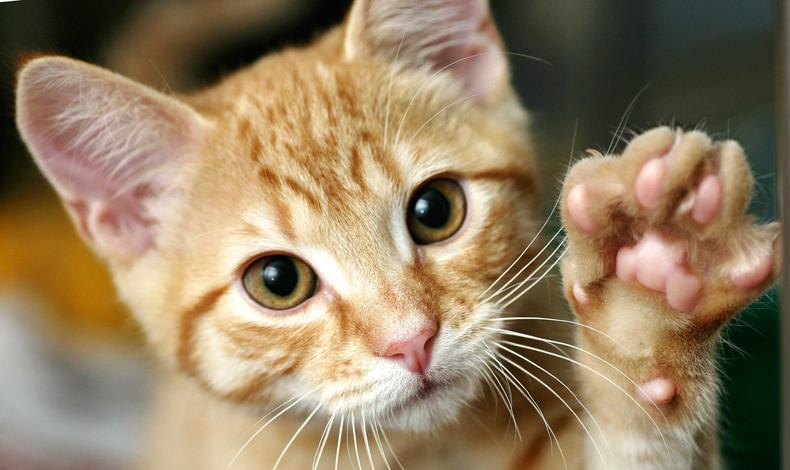 Por qué los gatos ronronean?  Vida Social